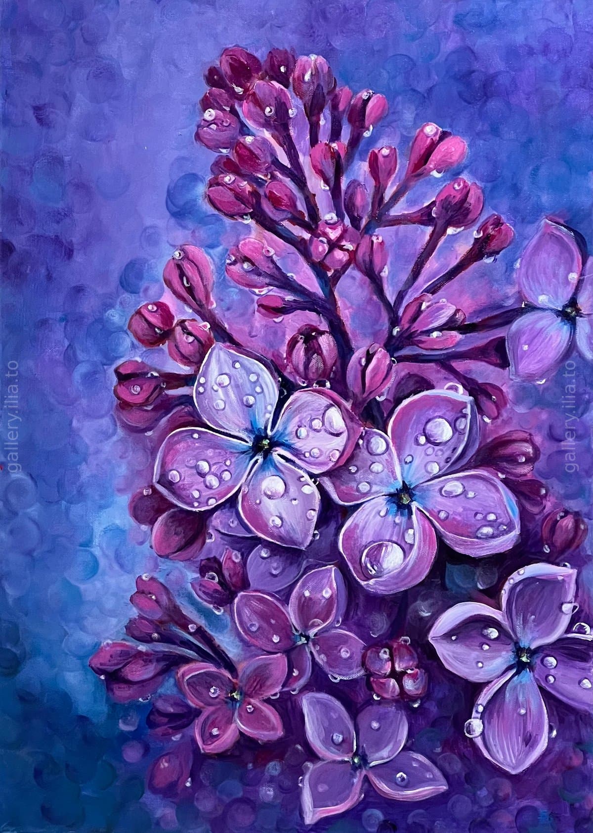 Dewdrops on Lilac
