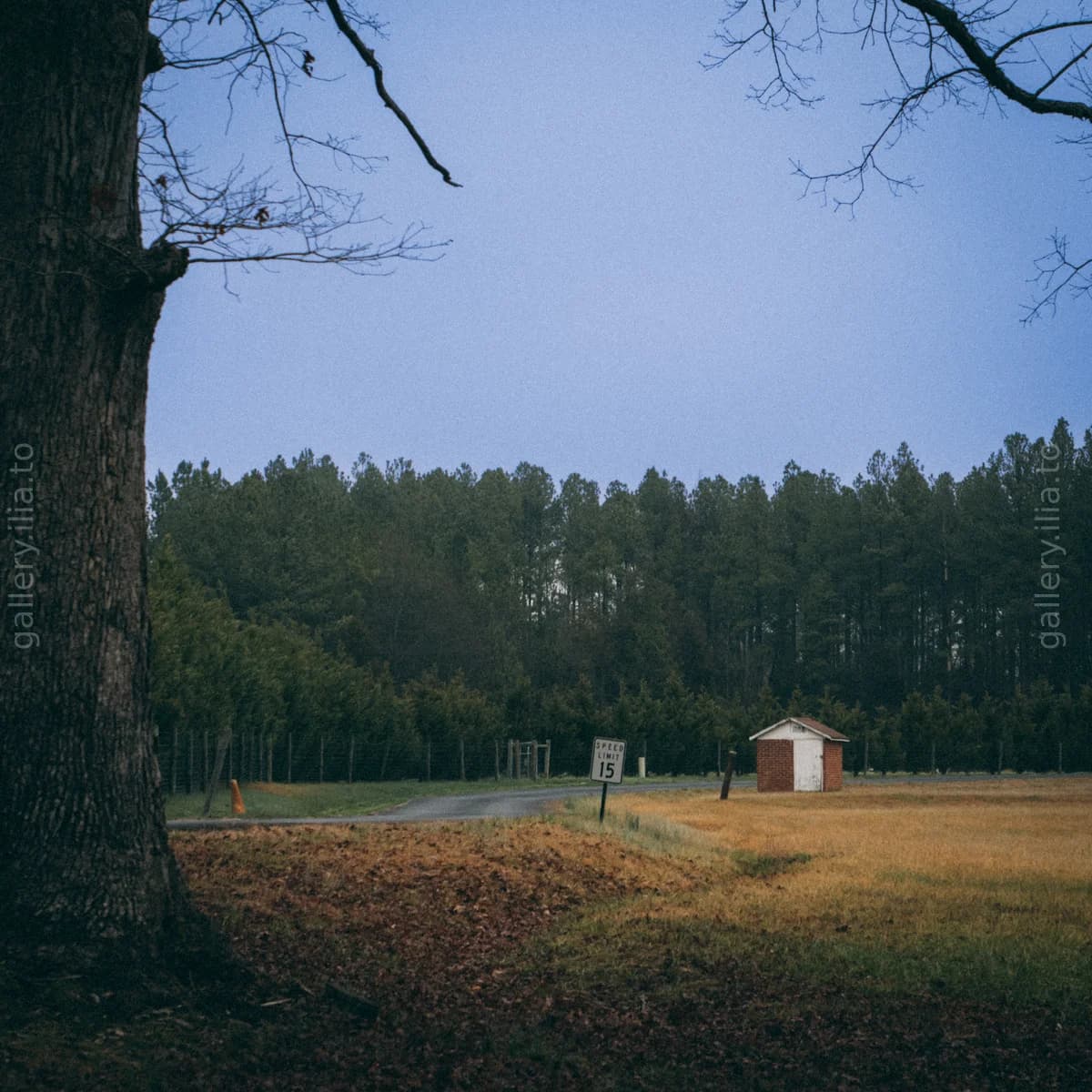 Evening at the Clearing