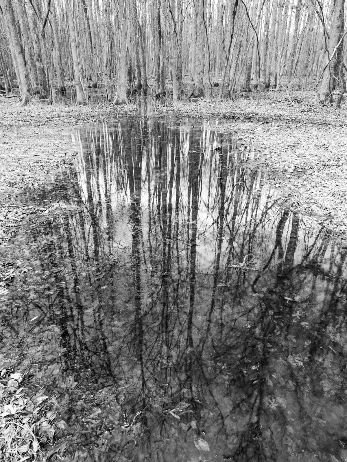 Mirror of the Woods