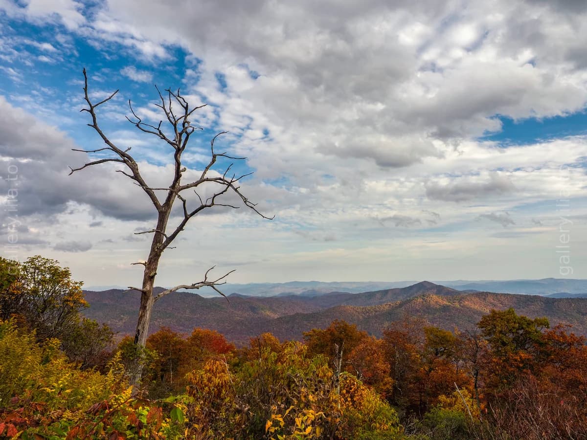 Lone Tree Overlook