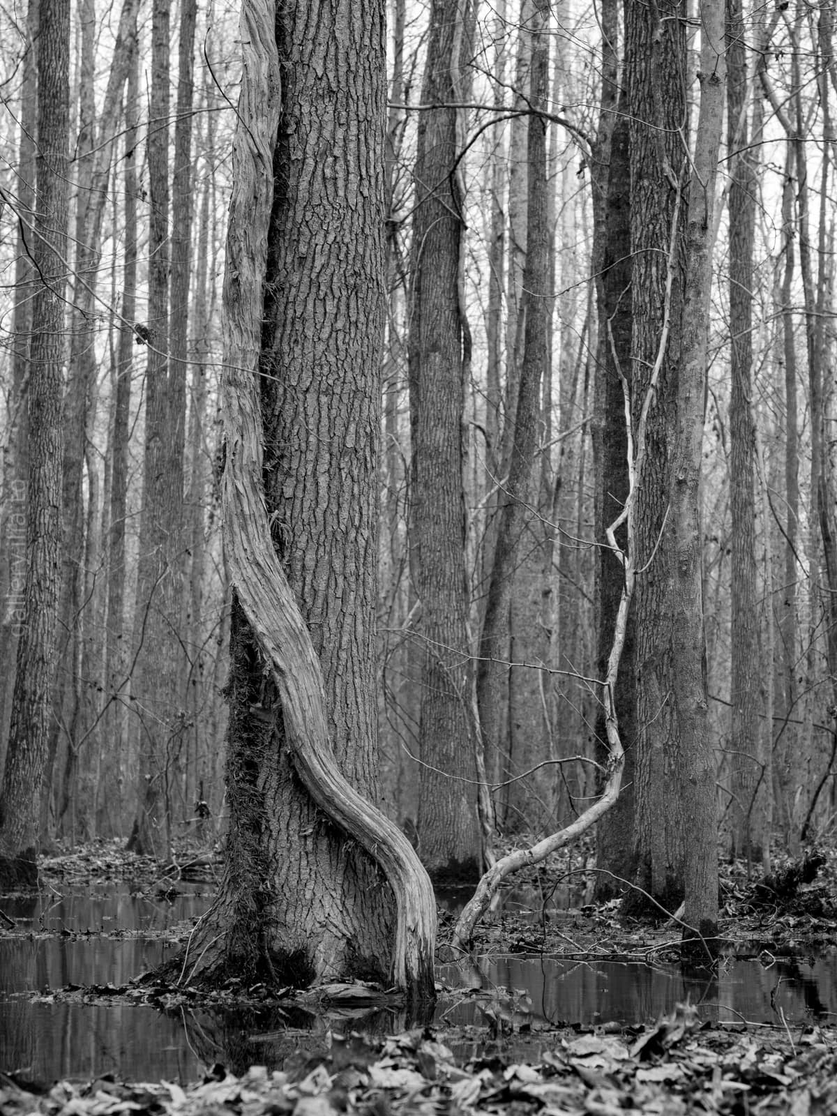 Flooded Woods