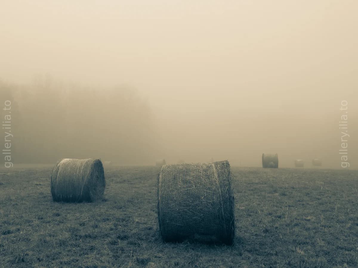 Morning Fog and Hay