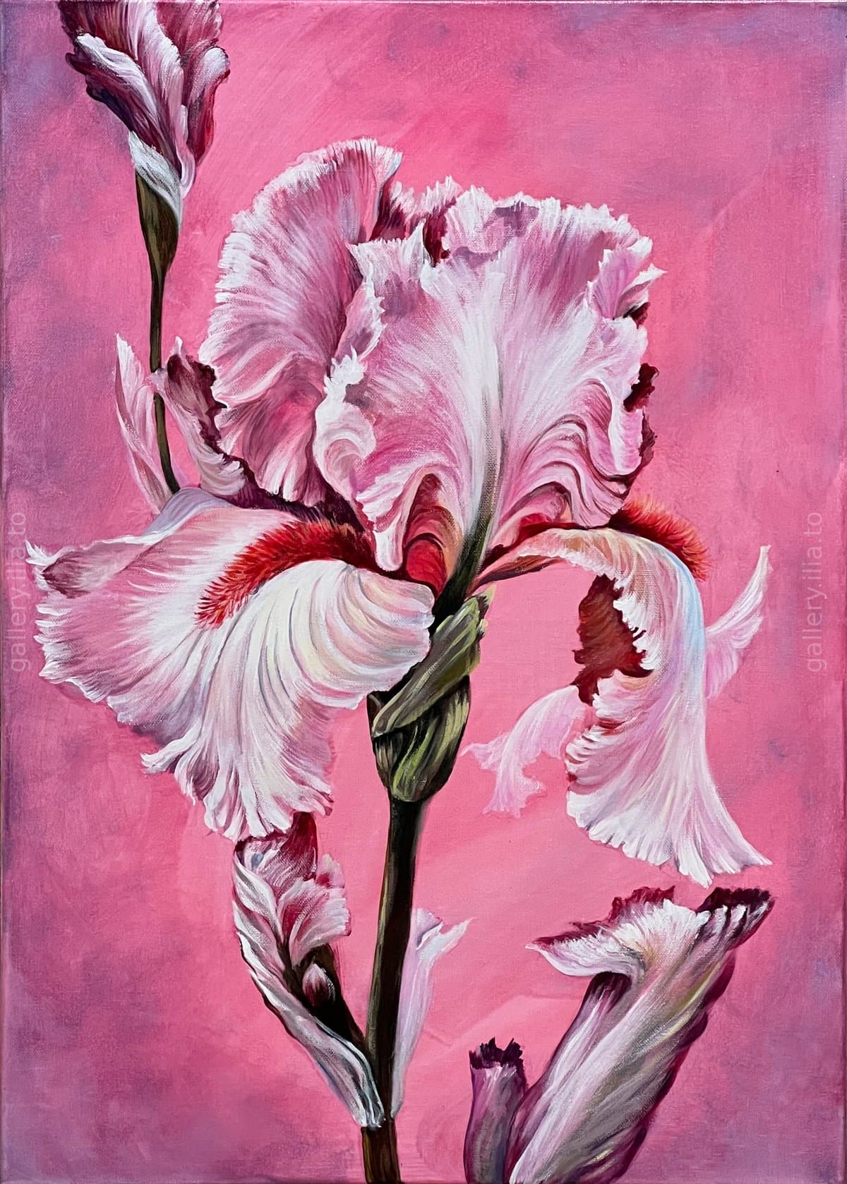 Pink Iris
