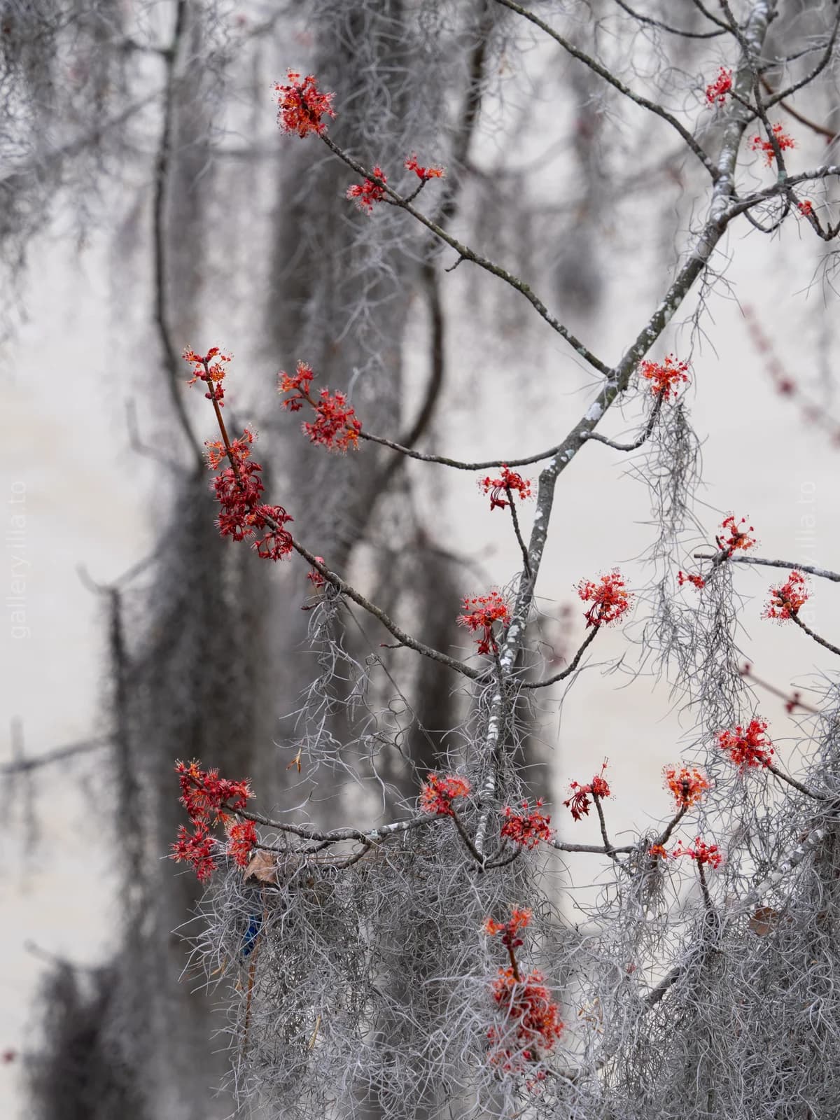 Maple Buds in Mist
