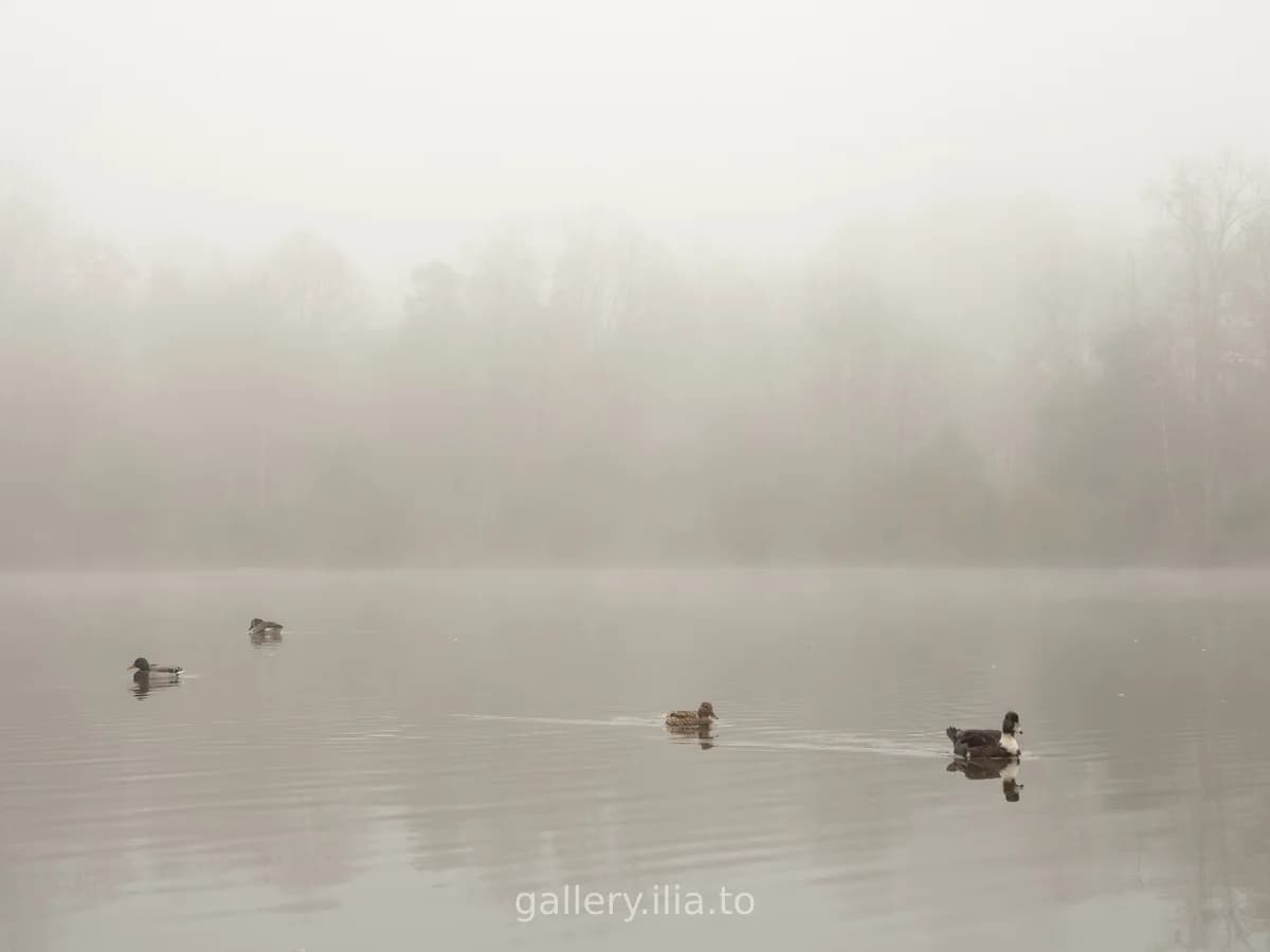 Ducks in the Fog