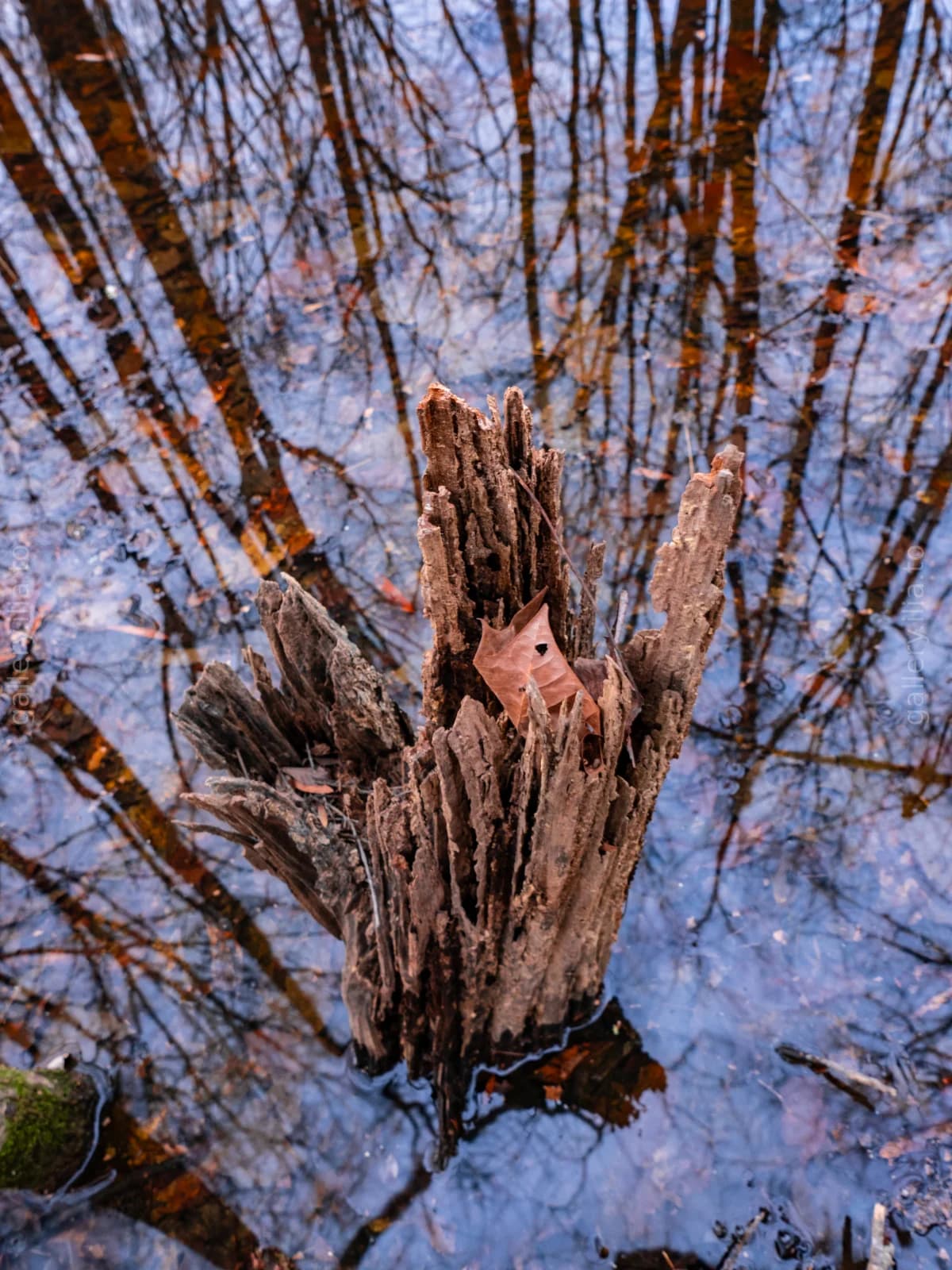 Reflections at the Stump