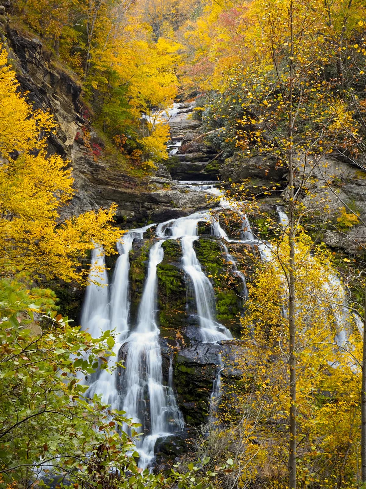 Golden Cascade