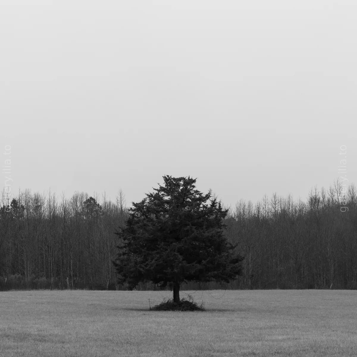 Lone Evergreen