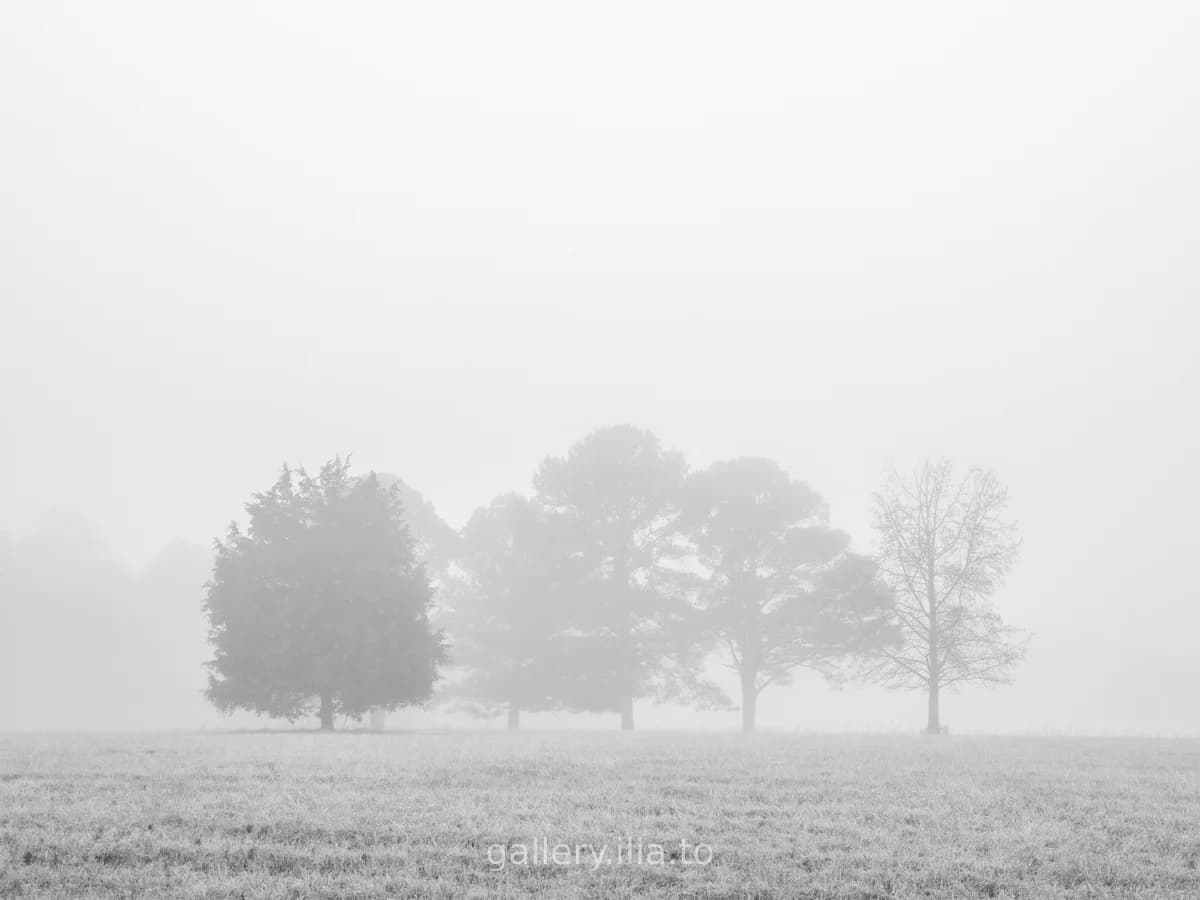 Trees in Morning Fog