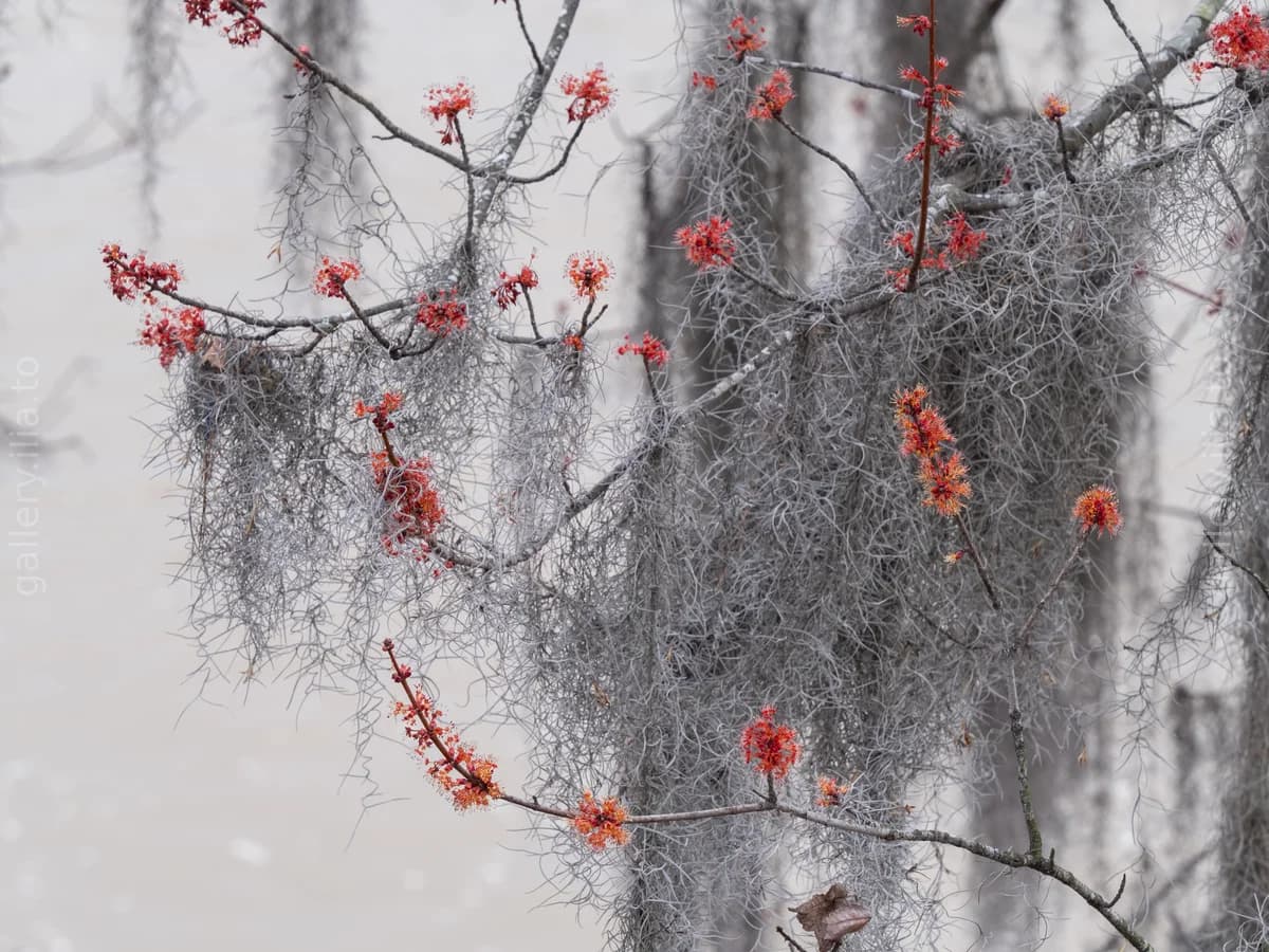 Red Buds and Moss
