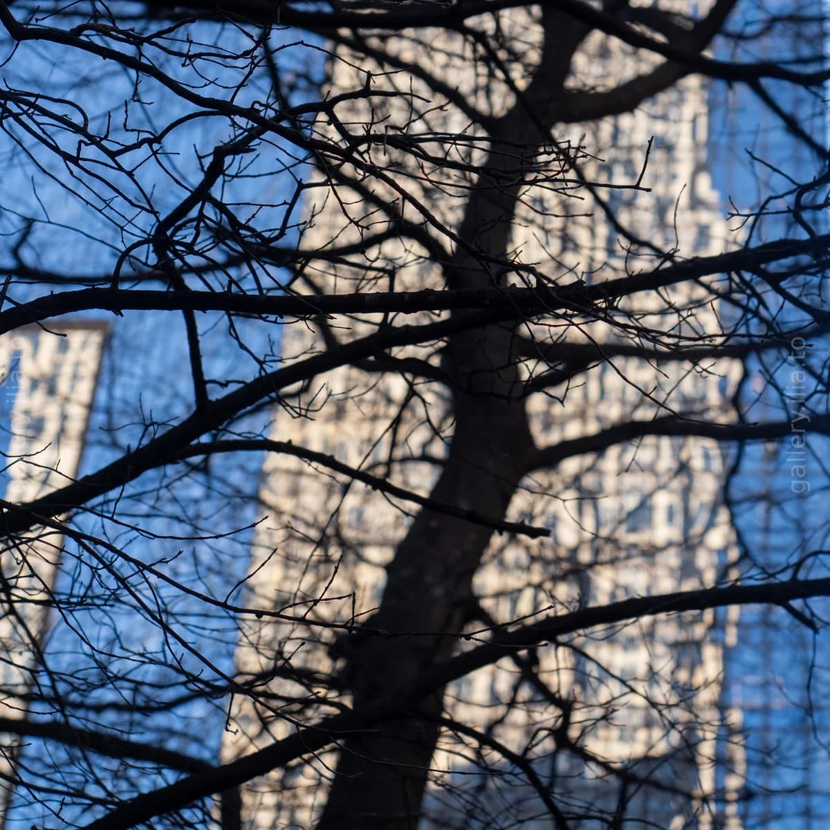 Winter Branches and Shadows