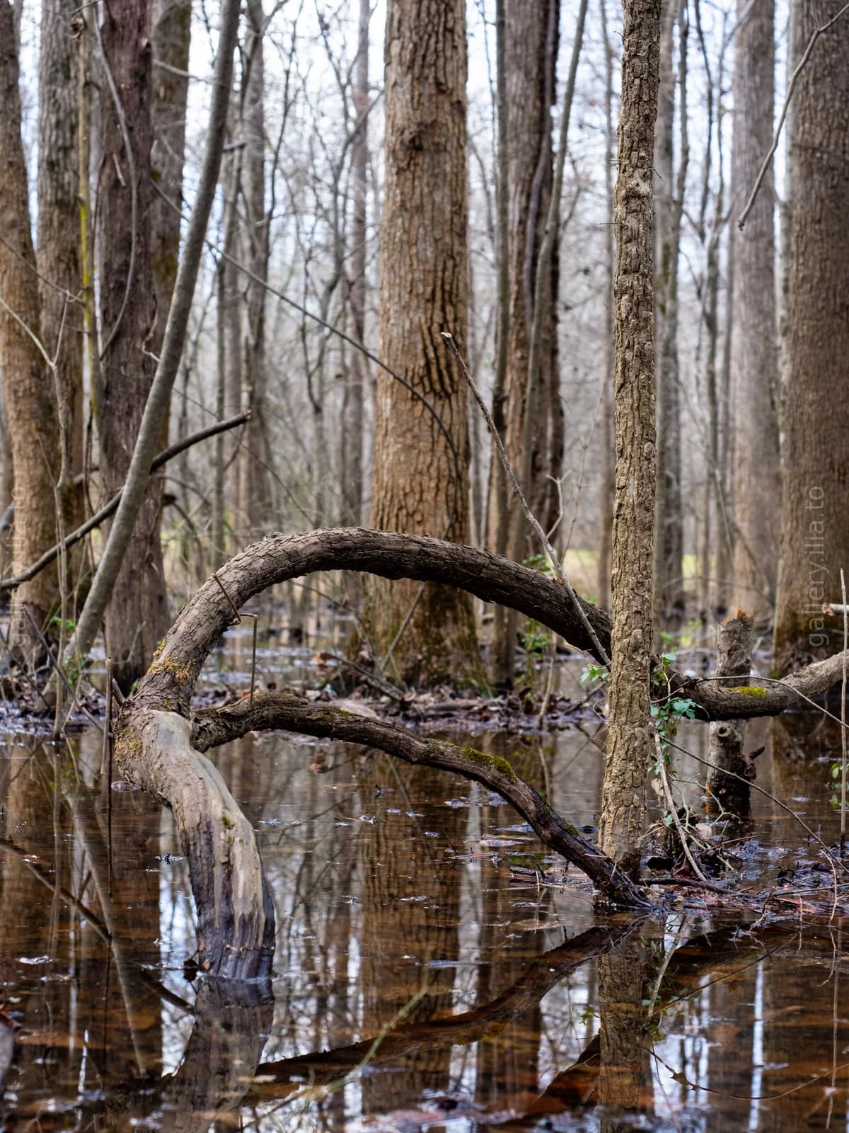 The Arched Branch