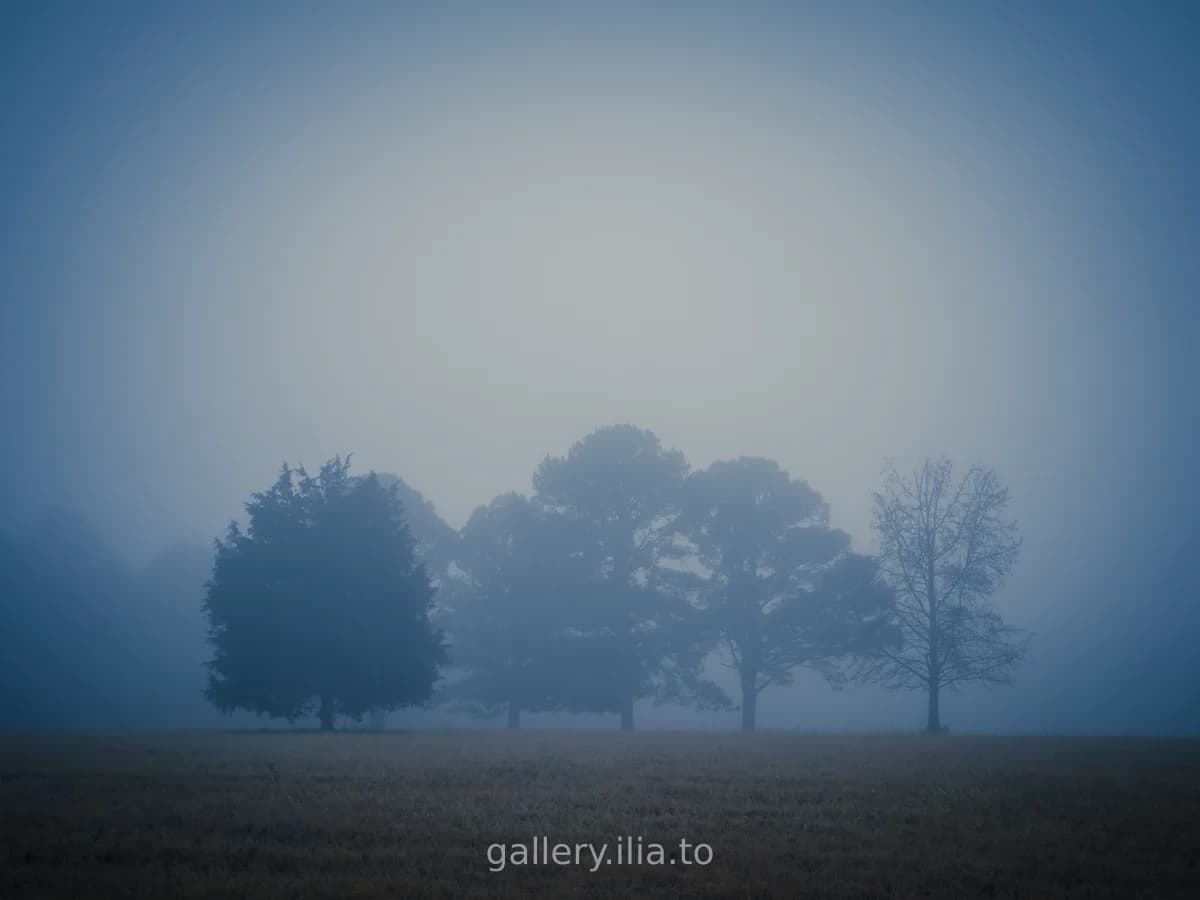 Trees in Morning Fog
