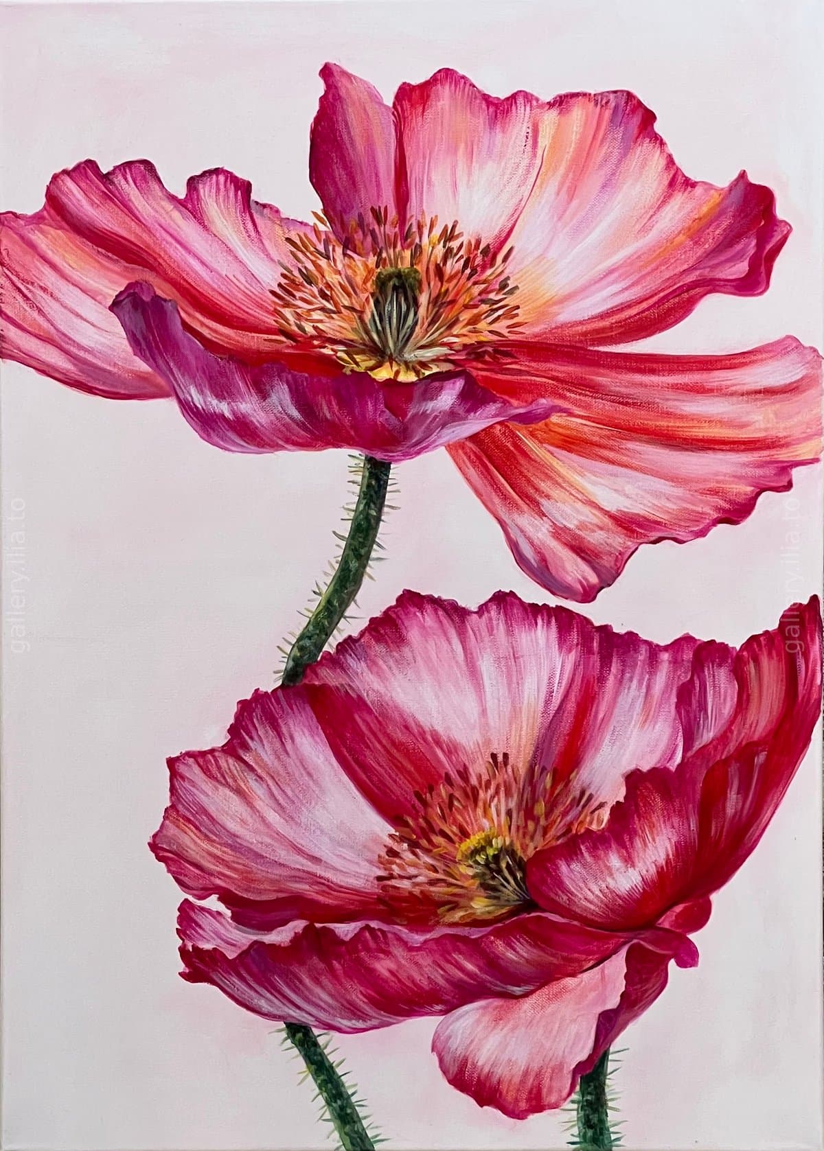 Pink Poppies