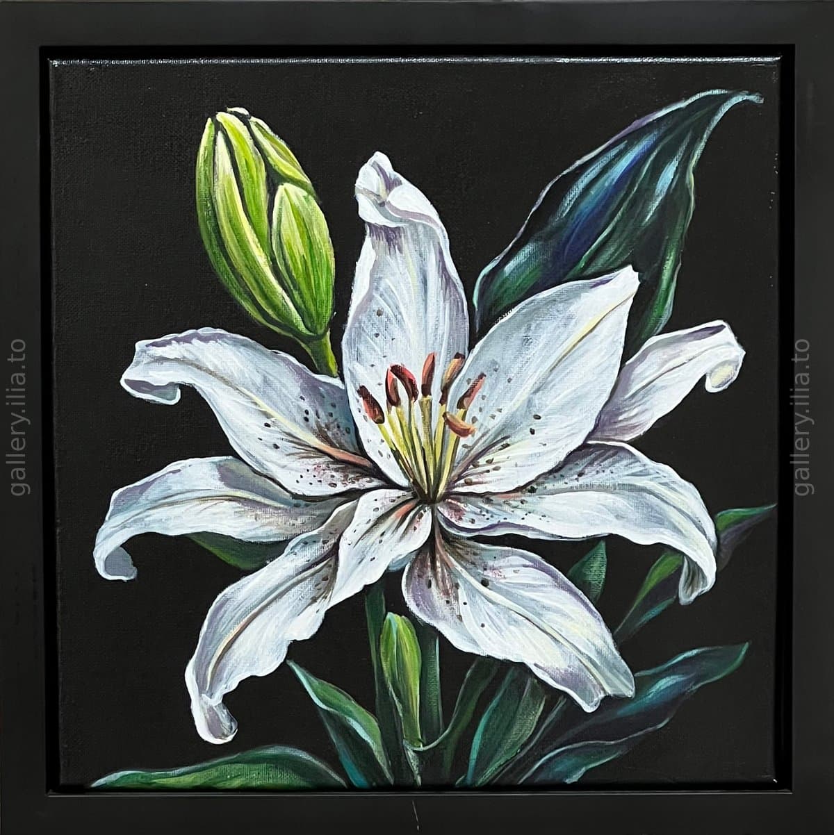"White Lily on Black"