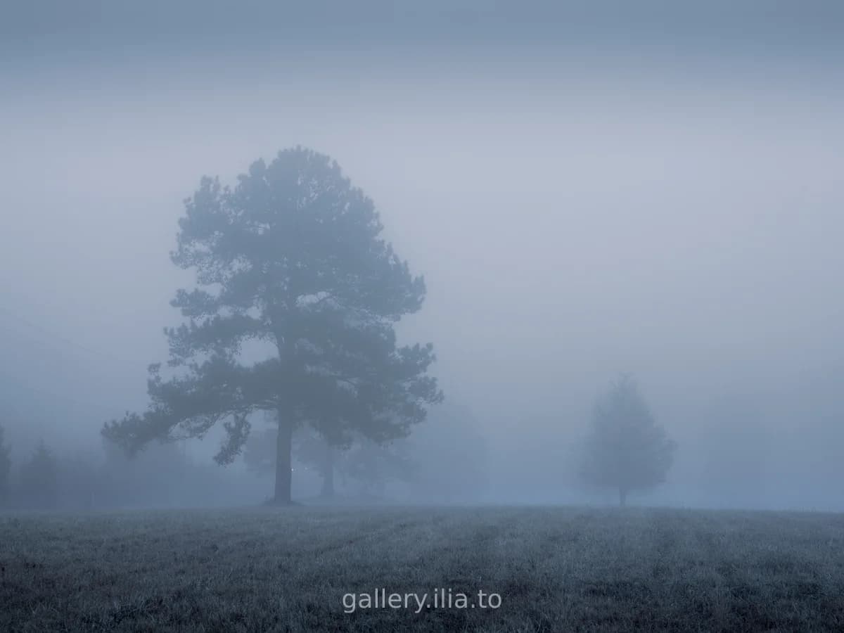 Morning Fog