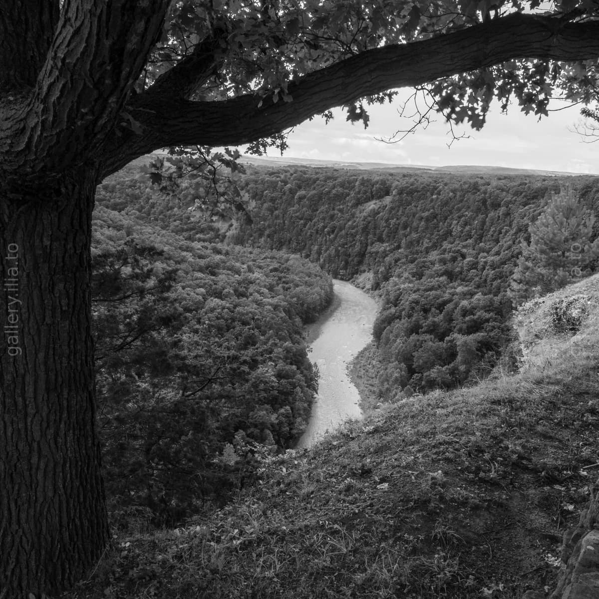 River Through the Trees
