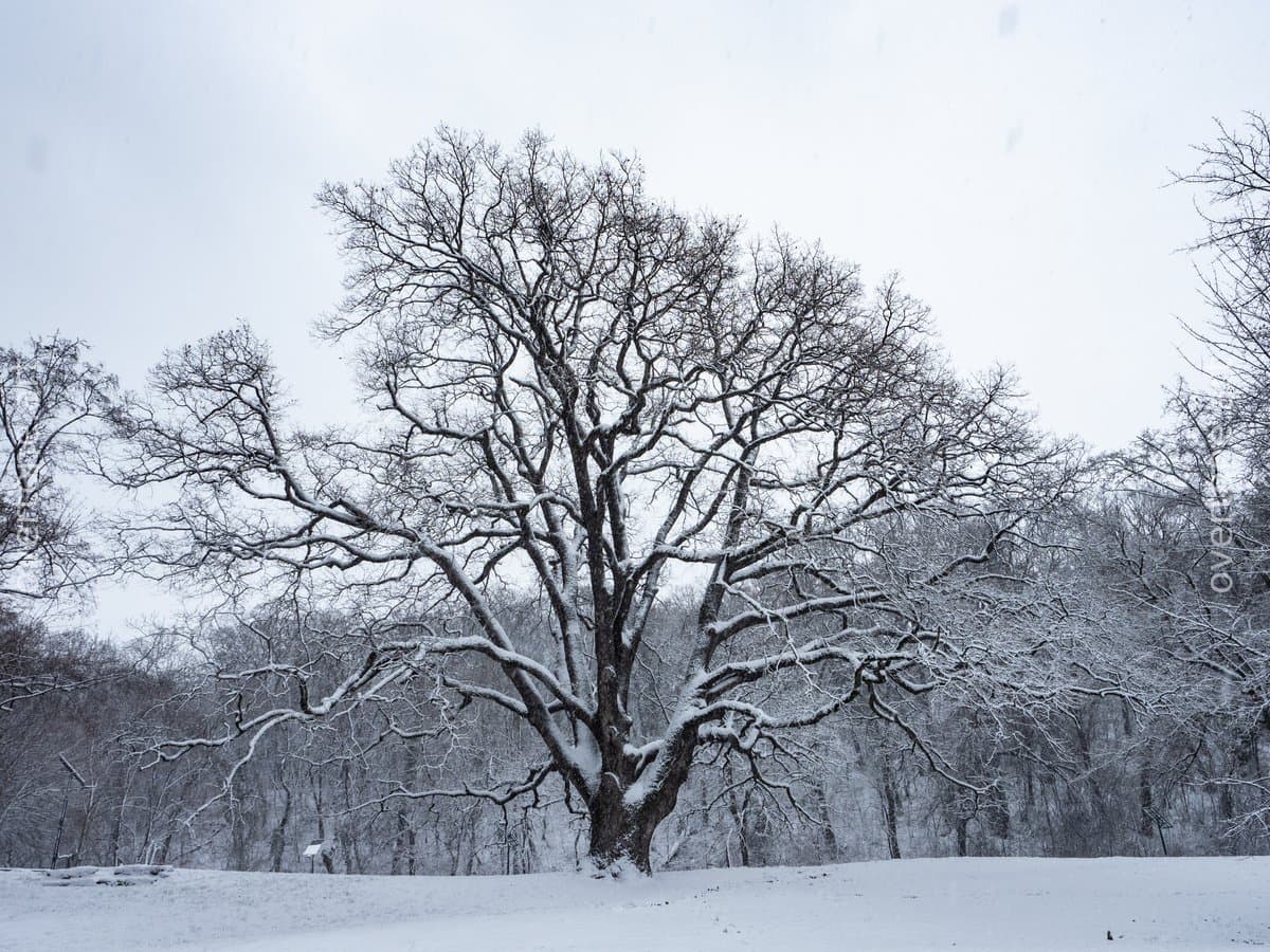 A large, ancient bare tree with gnarled branches stands alone in a snow-covered open field beneath an overcast sky, with a leafless forest visible in the background. - Place to Pause