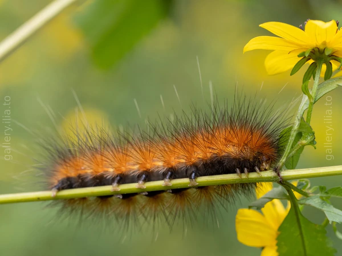 Spiky and Soft
