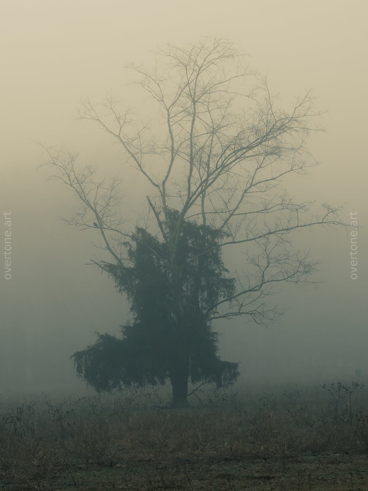Solitude has a shape.