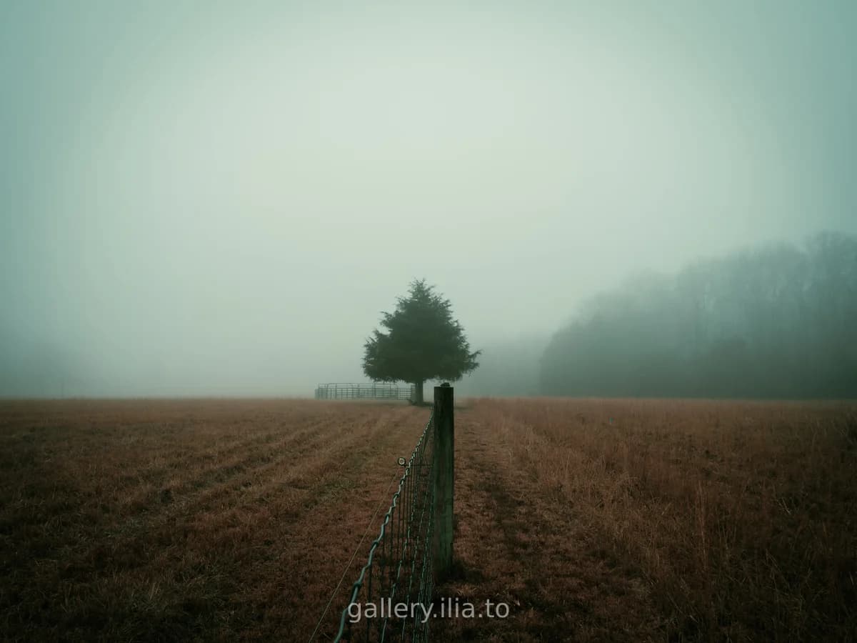Foggy Morning Field