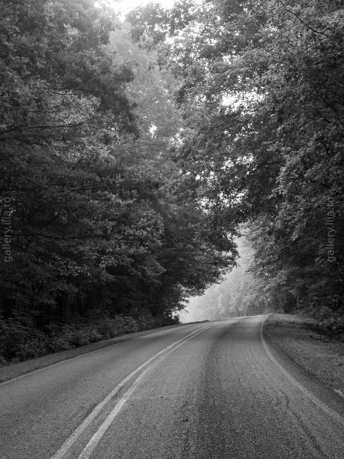 Into the Mist