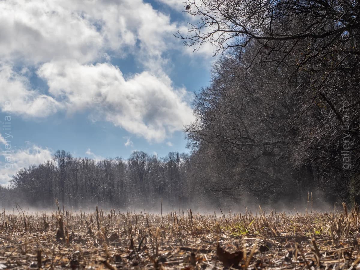 Morning Fog Over the Stubble