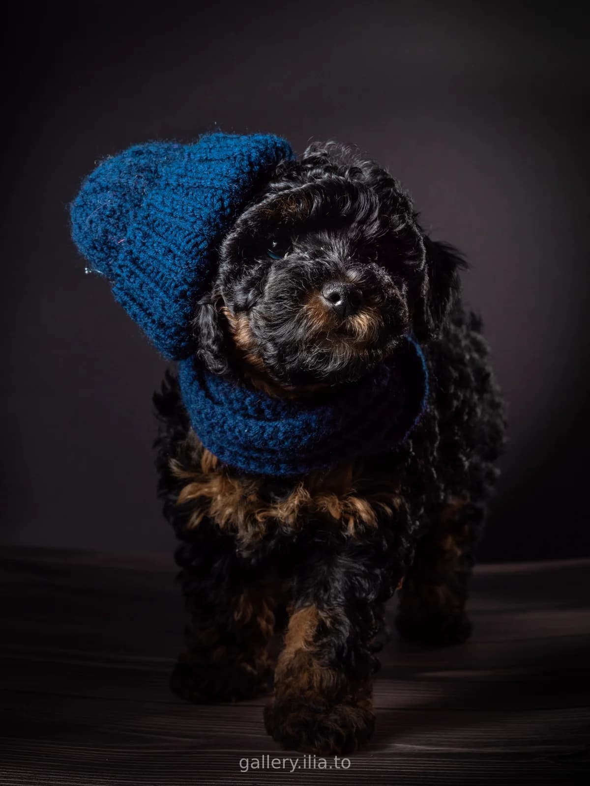 Winter Pup Portrait
