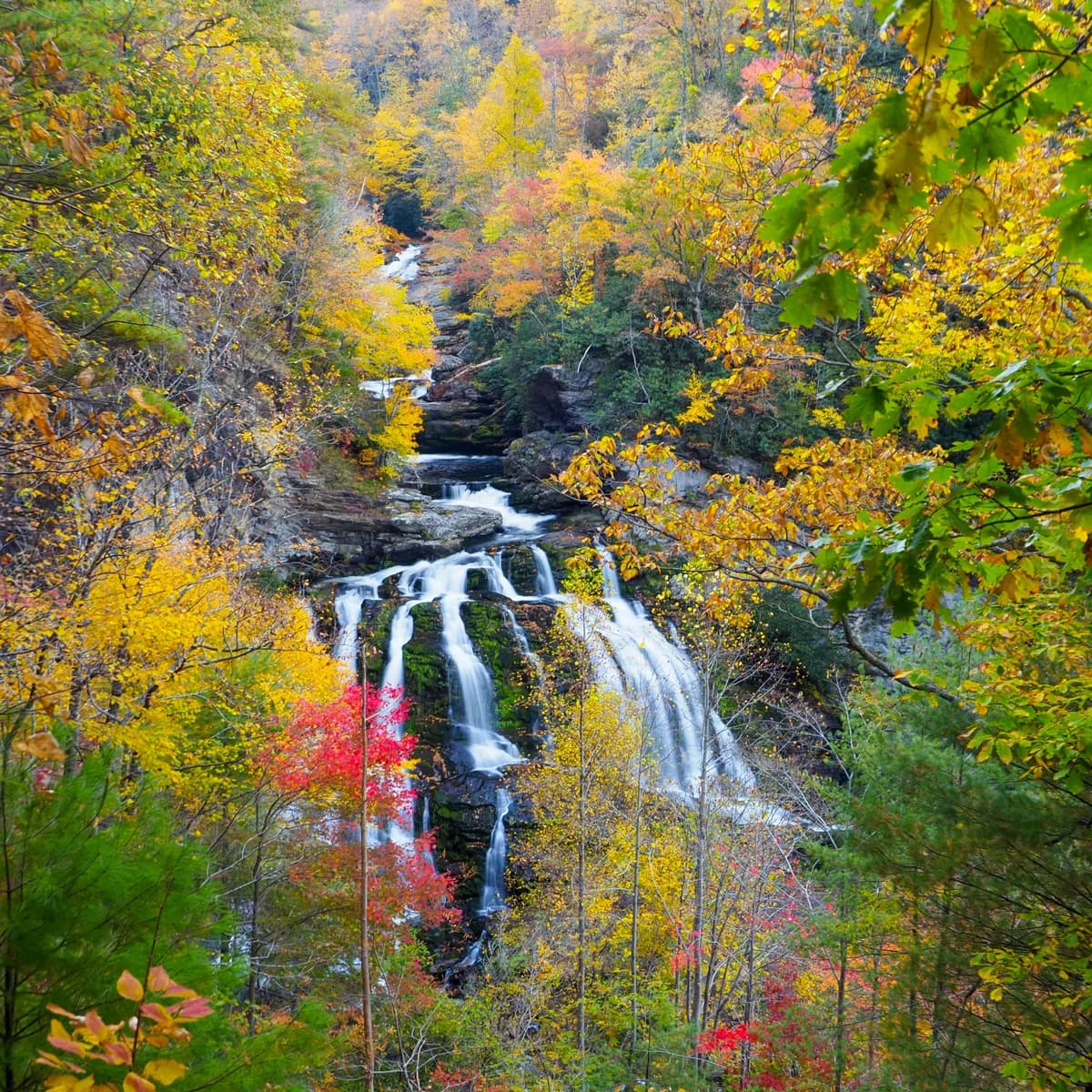 Where the Forest Lets Go