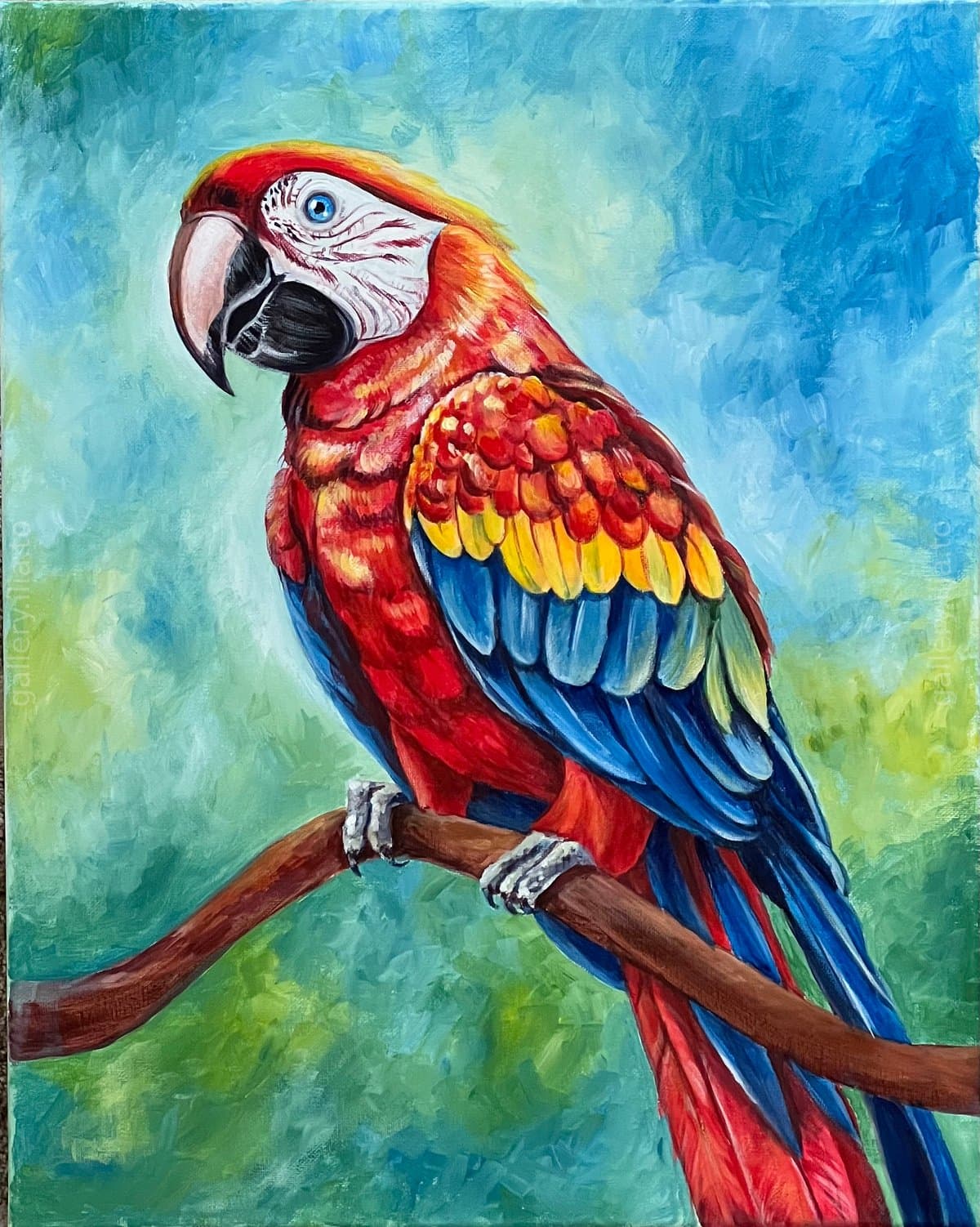 Scarlet Macaw