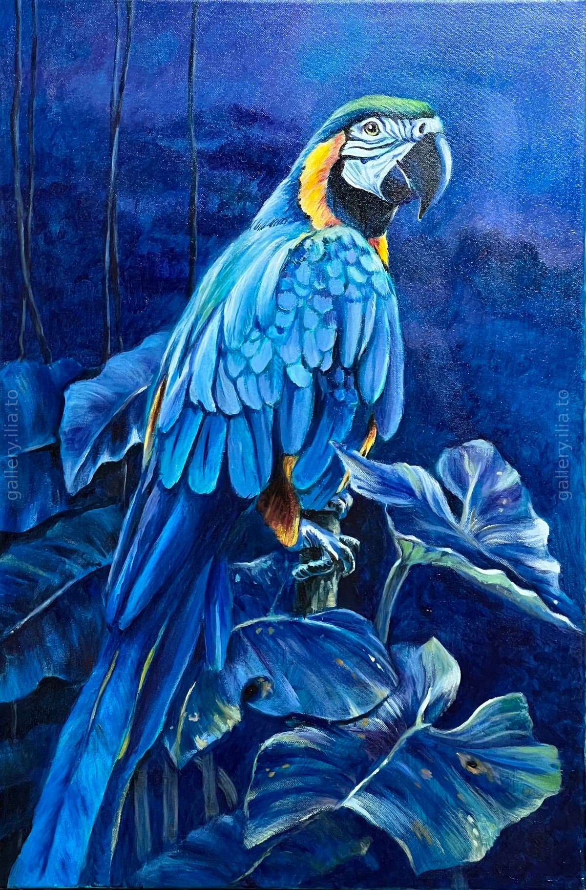 Blue Macaw at Night