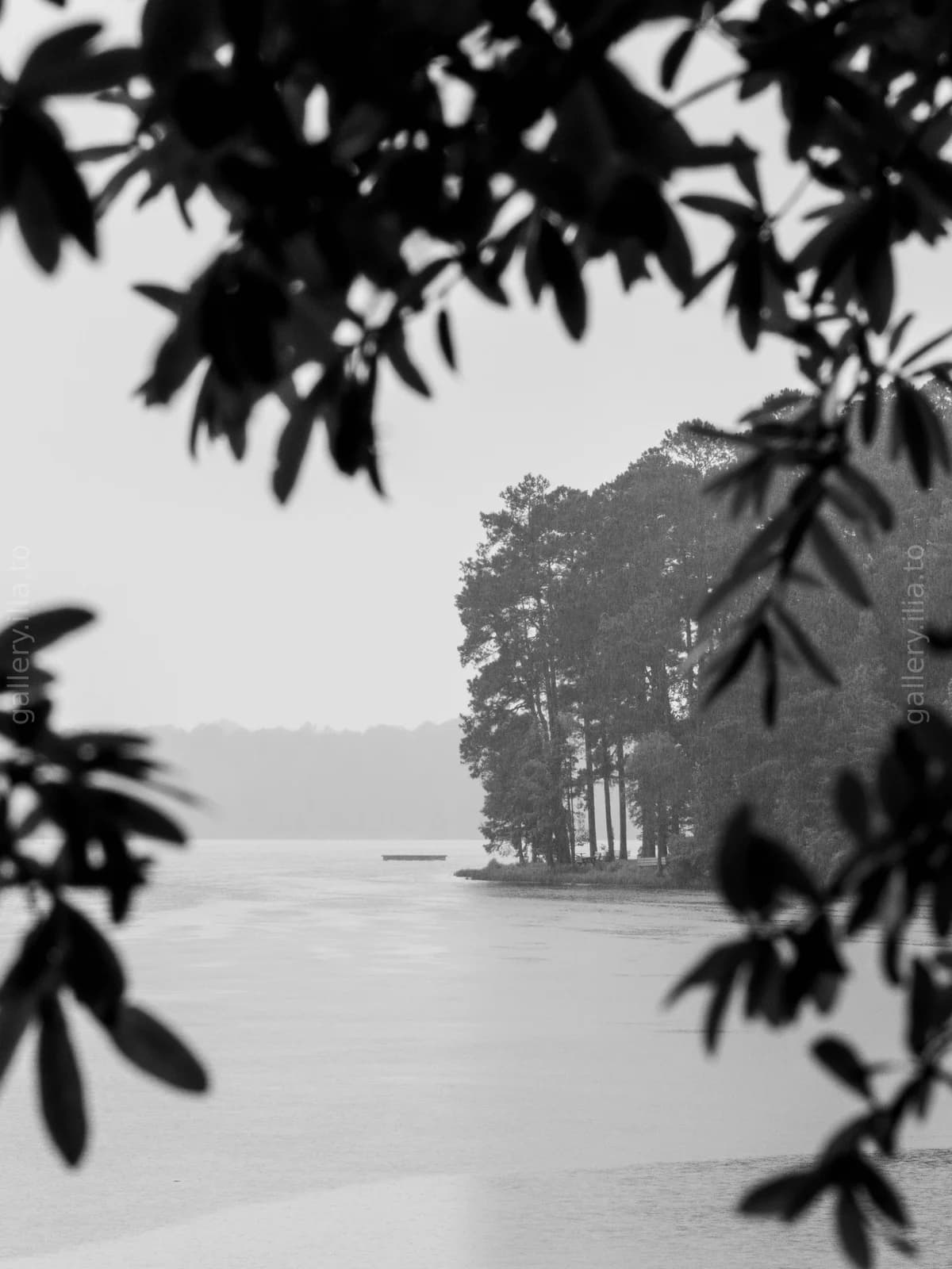 Between the Trees