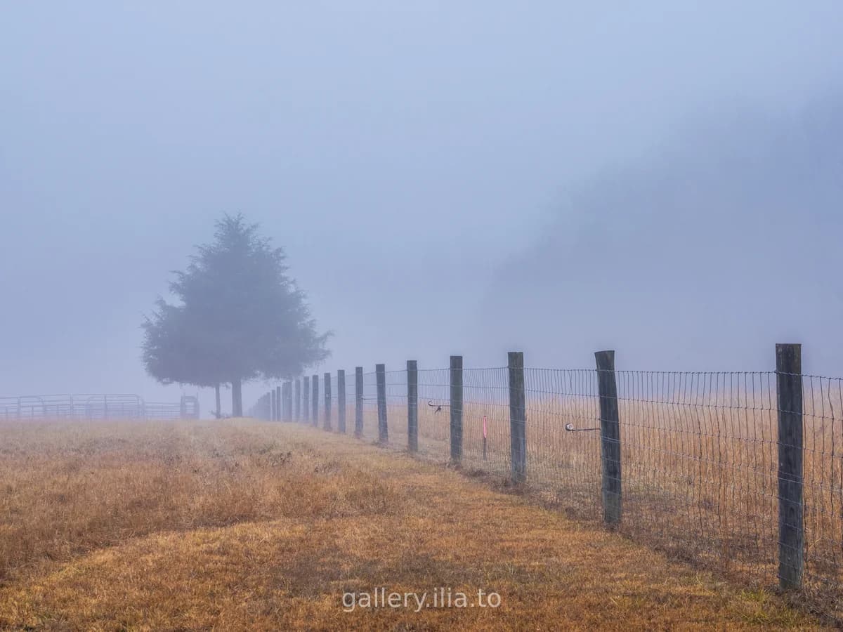 Foggy Morning Fence