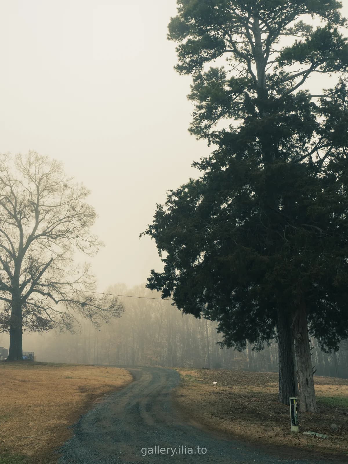 Foggy Morning Road